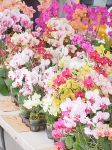 orchids at the farmers market