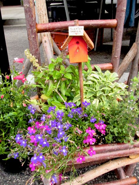 herb and flower garden