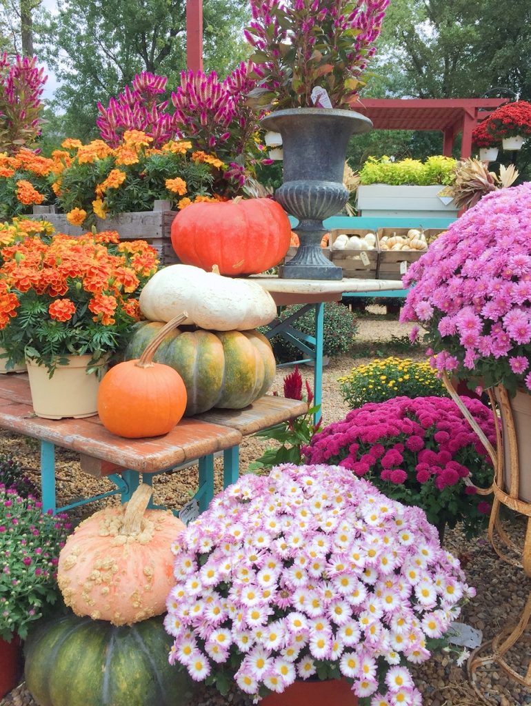 Depaul's Urban Farm flowers and pumpkins