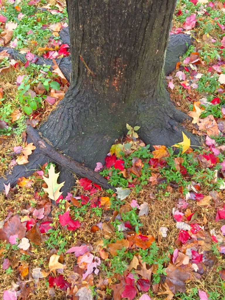 fall leaves under tree