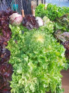 frisee and leaf lettuce at the farmers market