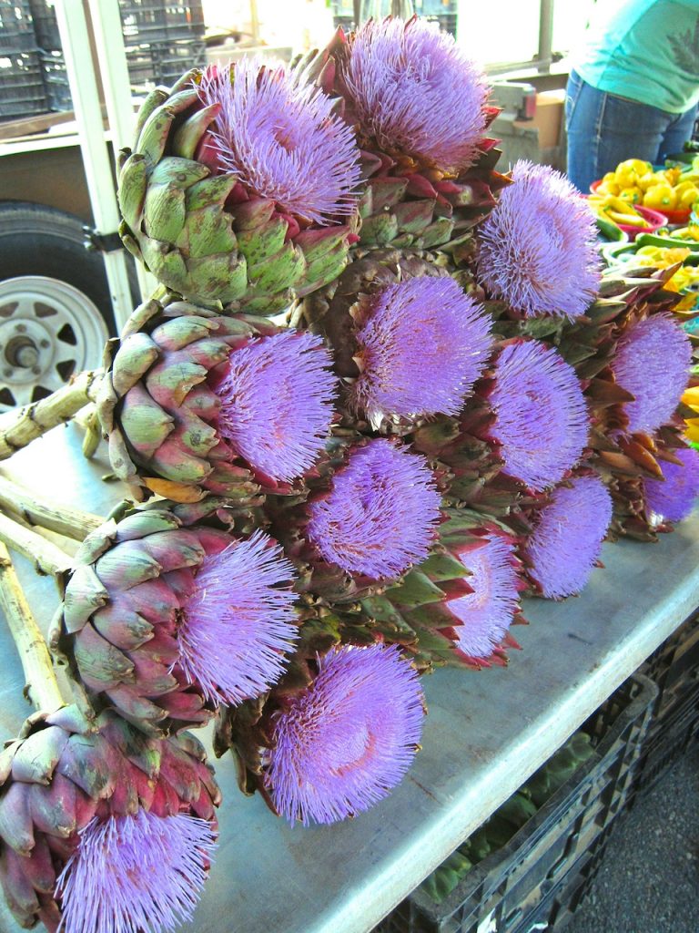 flowering artichokes at the farmers market