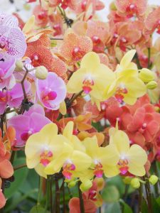 orchids at the farmers market