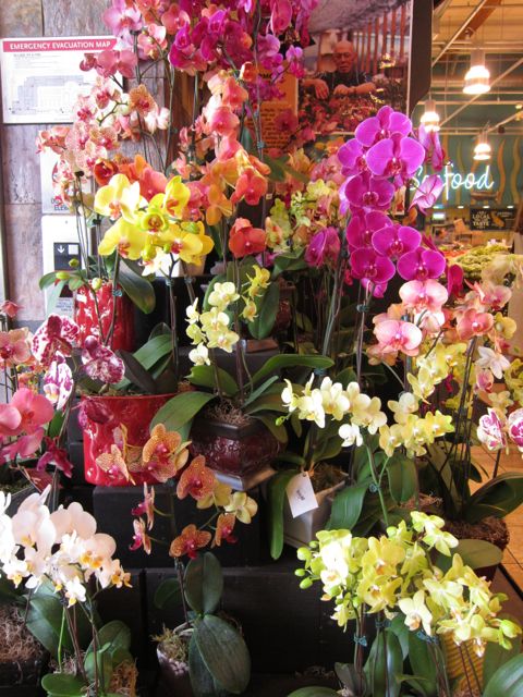 orchids at Whole Foods