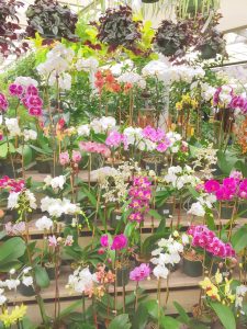 orchids at the nursery