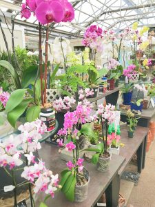 orchids at the nursery