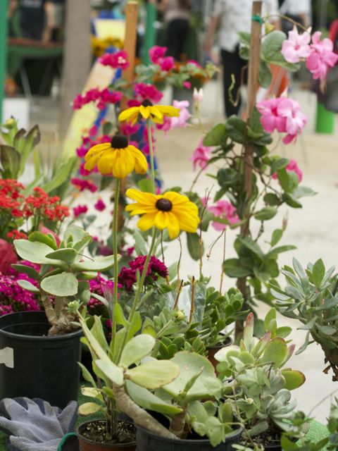 flowers at farmer's market