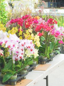 orchids at the farmers market