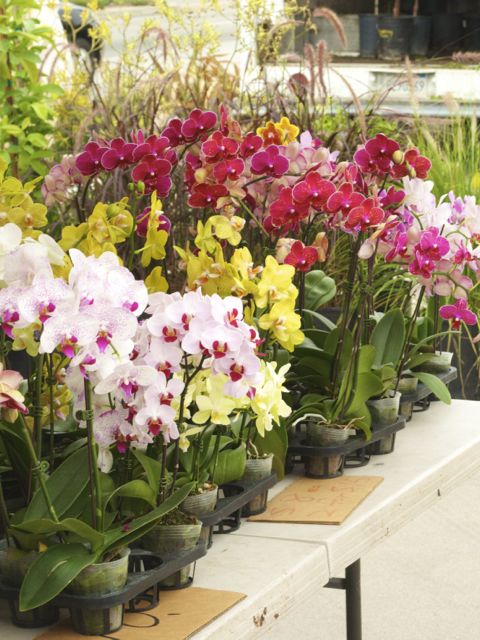 orchids