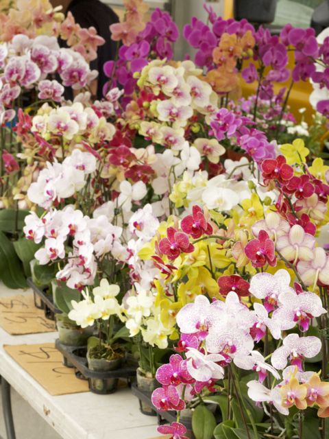 orchids