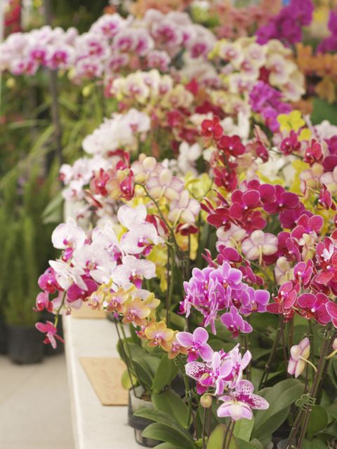 orchids