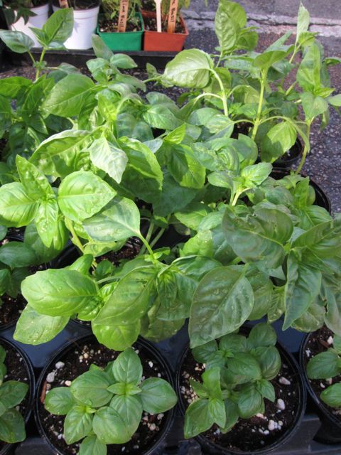basil