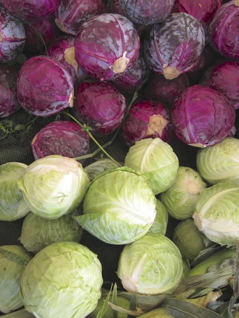 cabbage