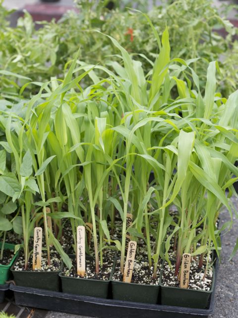 corn plants