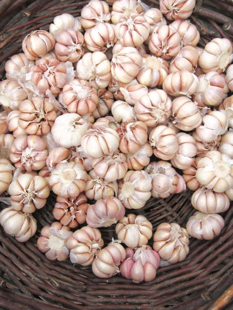 garlic