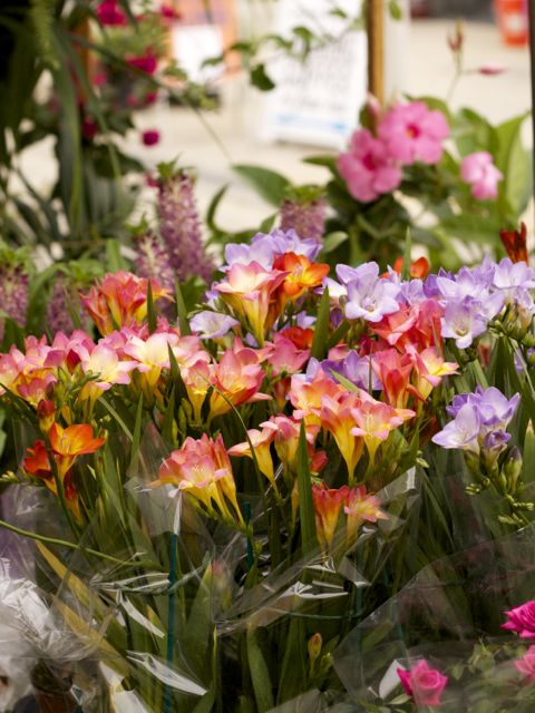 pink and yellow, purple flowers