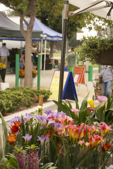 pink and purple flowers at farmers market