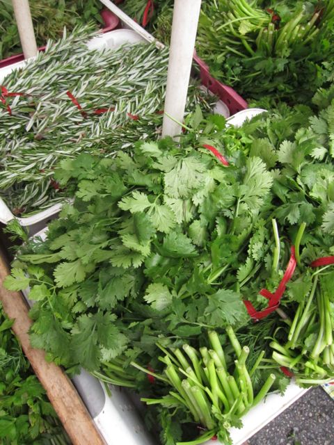 bundles of cilantro