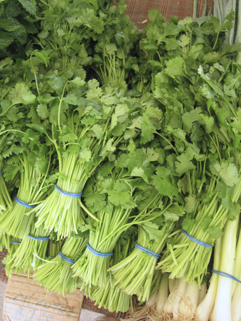 cilantro