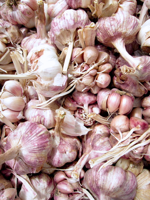 garlic