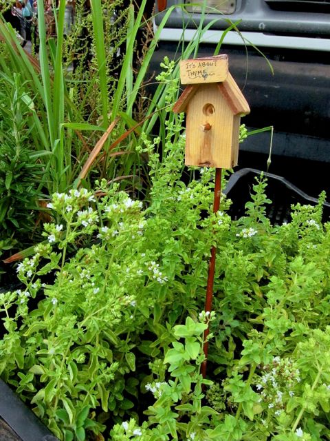 thyme plants