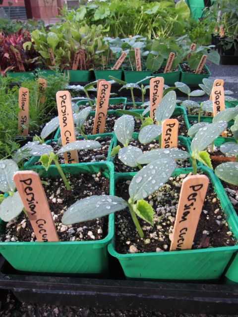 Persian cucumber plants
