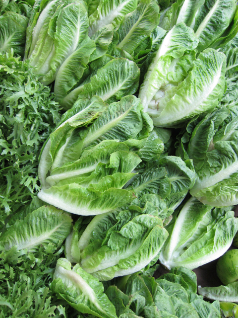 romaine lettuce