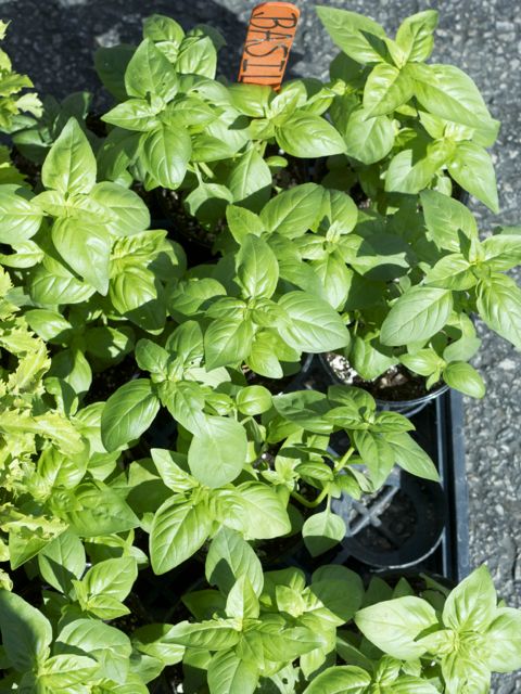 basil