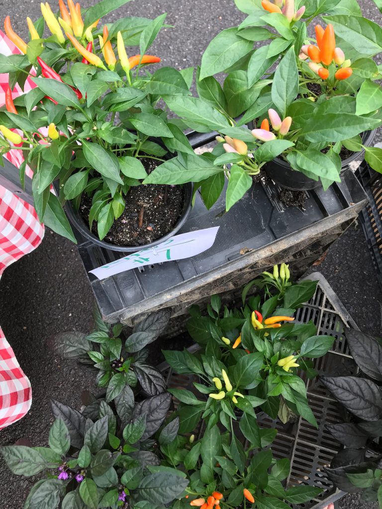 spicy peppers plants