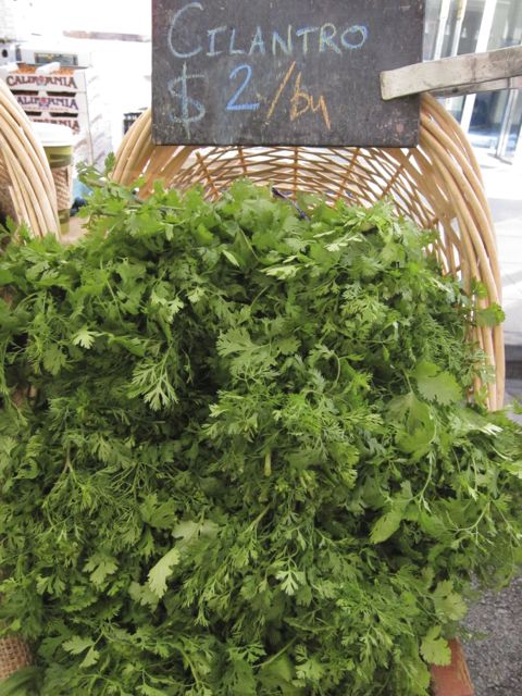 cilantro