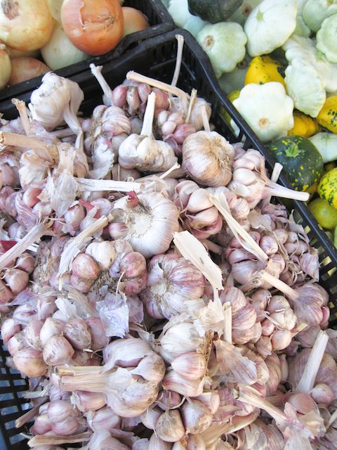 garlic