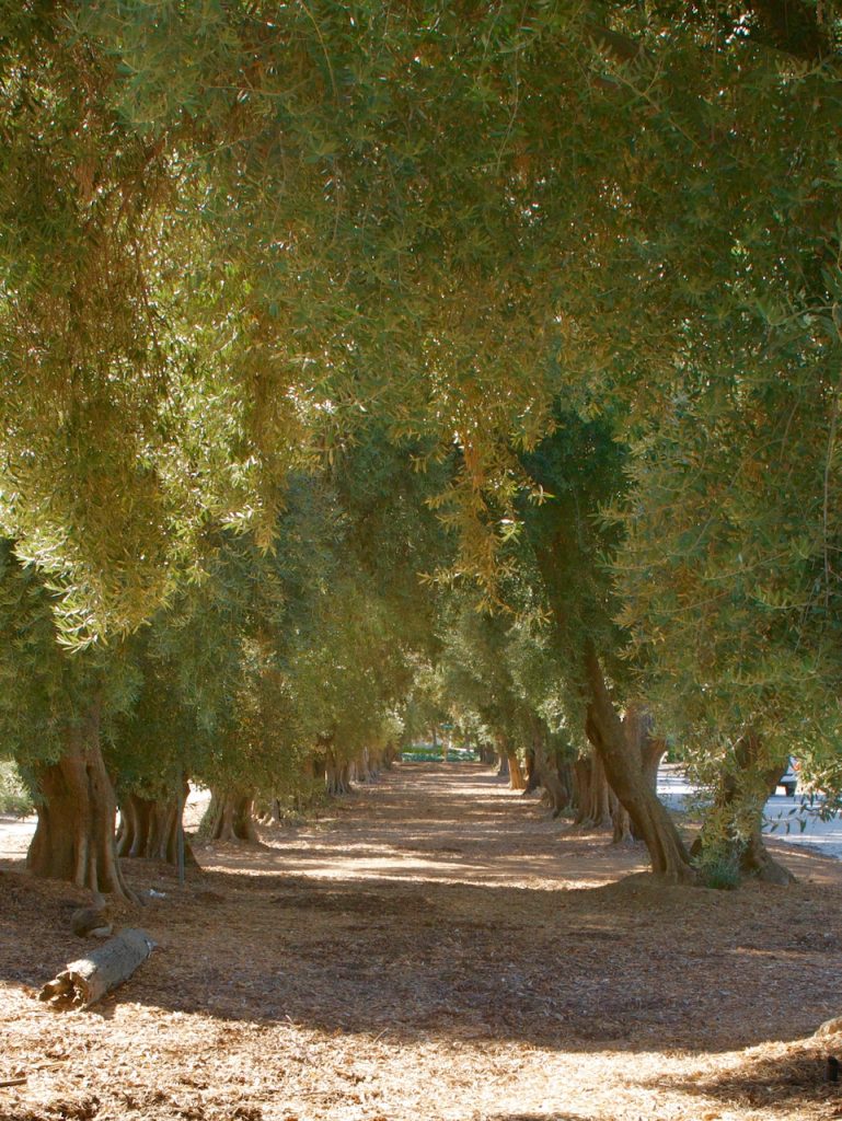 olive trees