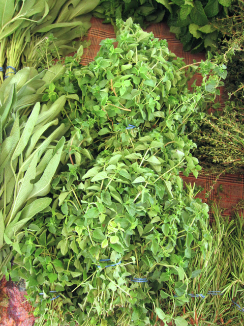 oregano
