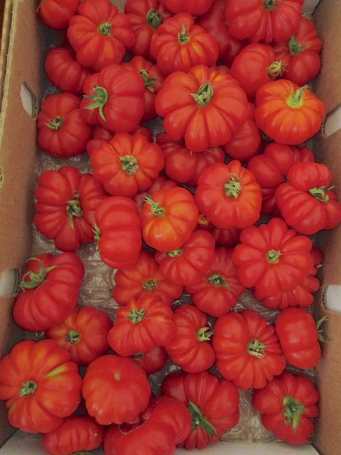 tomato