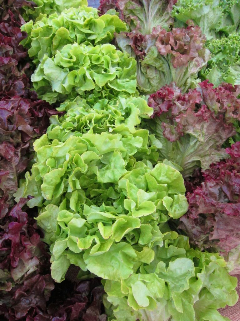 lettuce at the farmers market