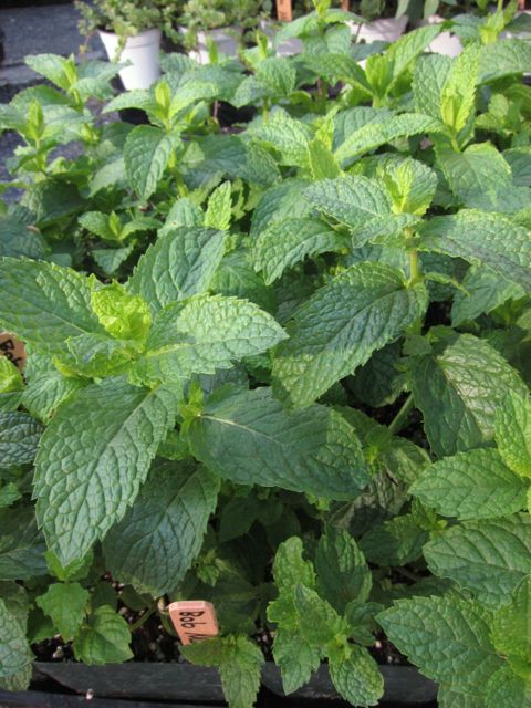 mint plants