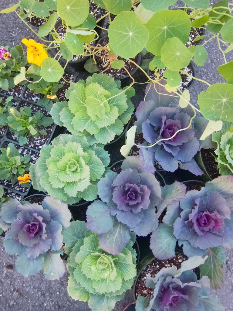 cabbage plants at the farmers market