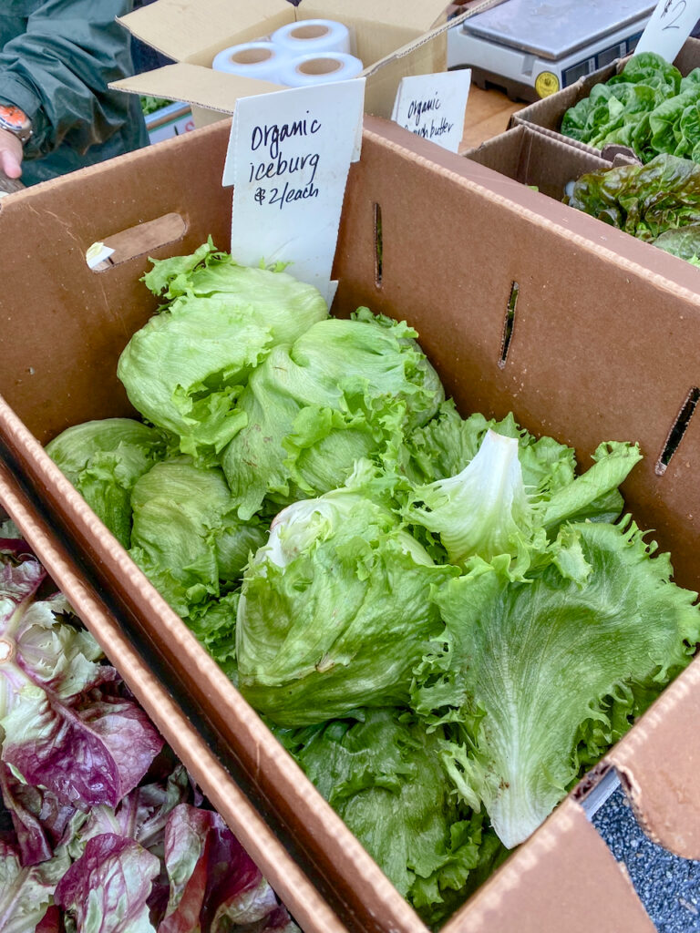 iceberg lettuce at the farmers market
