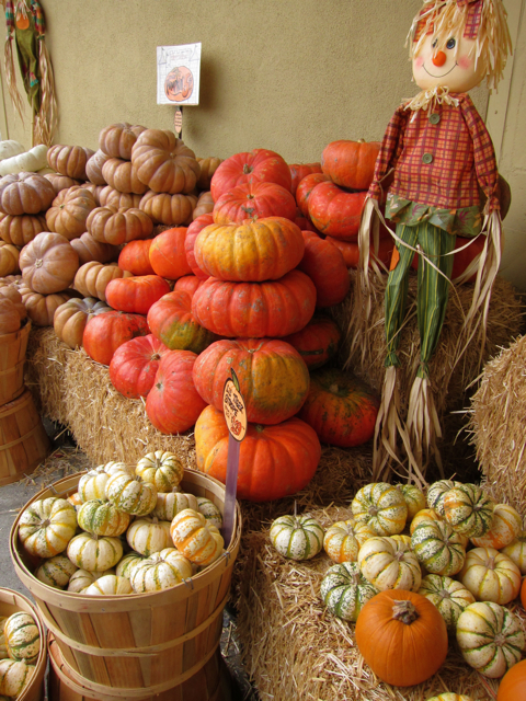 pumpkin display at Trader Joe's