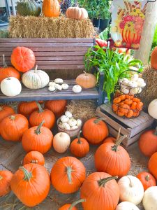 pumpkin display at nursery