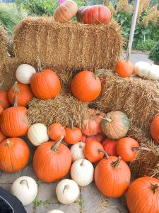 pumpkins on hay at nursery