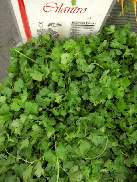 cilantro