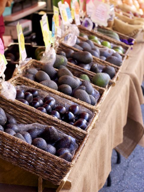 varieties of avocados