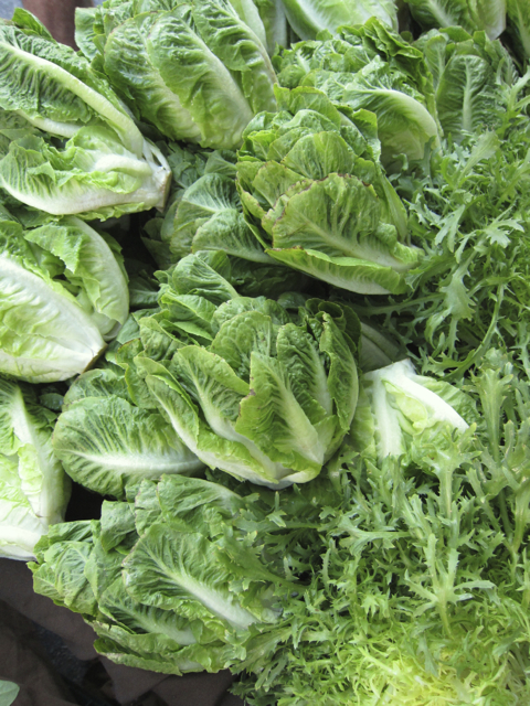 romaine