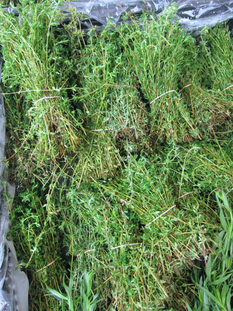Thyme