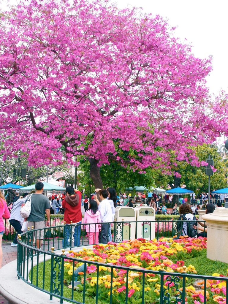 Spring at Disneyland