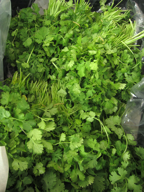 fresh cilantro at farmer's market