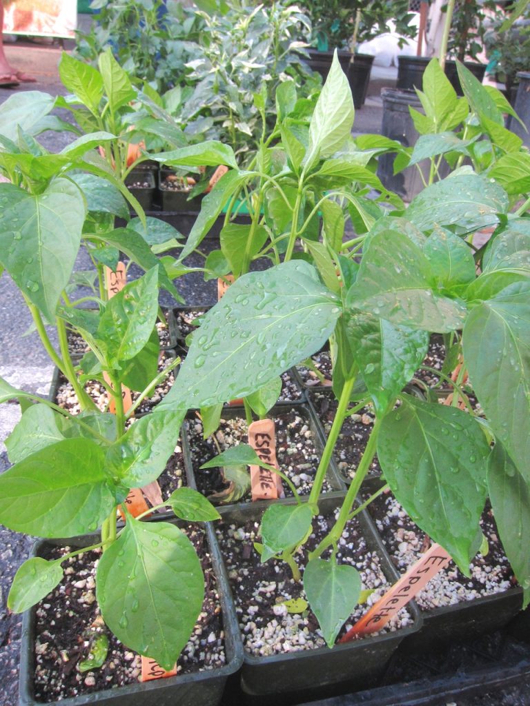 little red not hot pepper plant