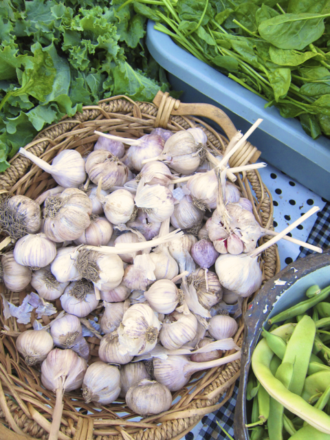 garlic