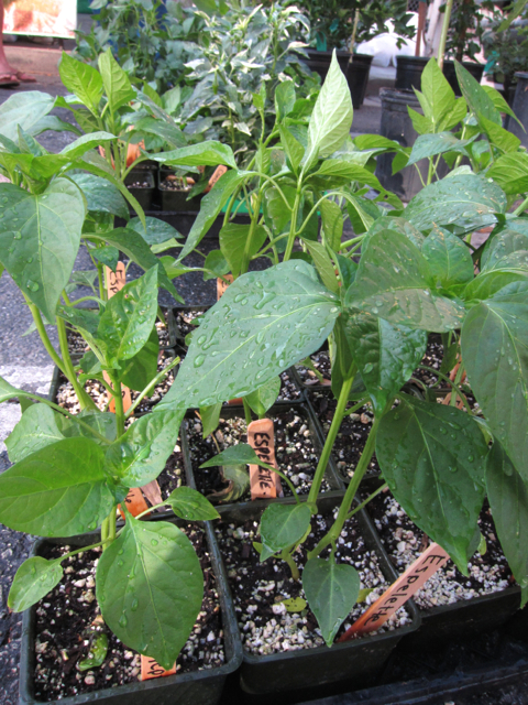 little red not hot pepper plant